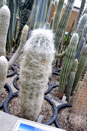 cacti at the International Peace Garden